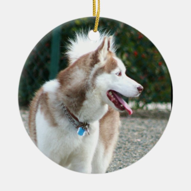 Ornement de chien de traîneau sibérien (Devant)