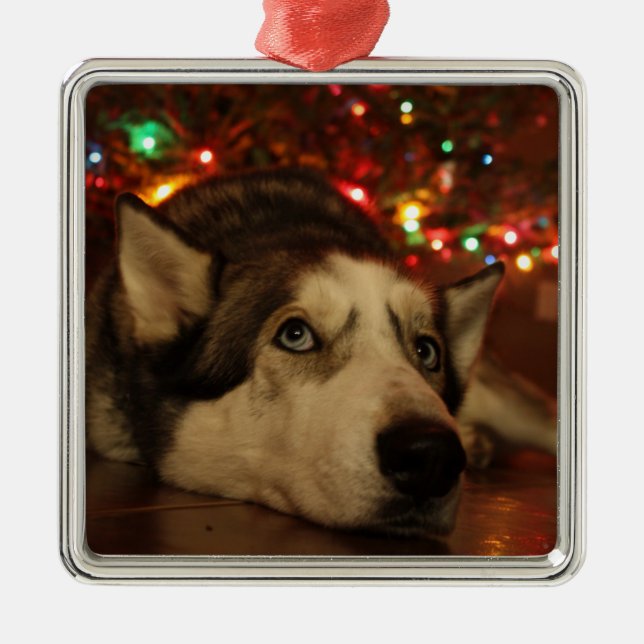 Ornement de chien de traîneau sibérien (Devant)