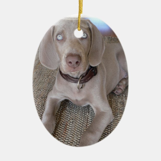 Ornement de chiot de Weimaraner (Devant)