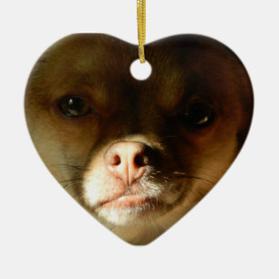 Ornement de coeur avec un mélange de Pomeranian de