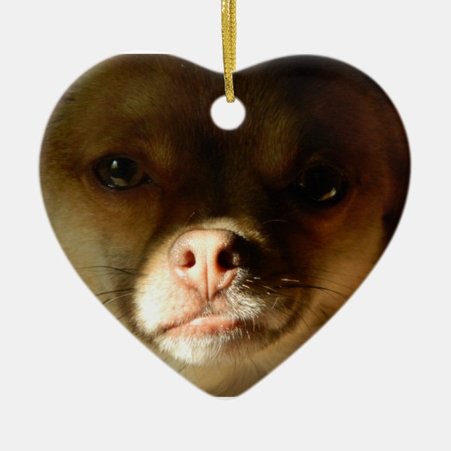 Ornement de coeur avec un mélange de Pomeranian de (Devant)
