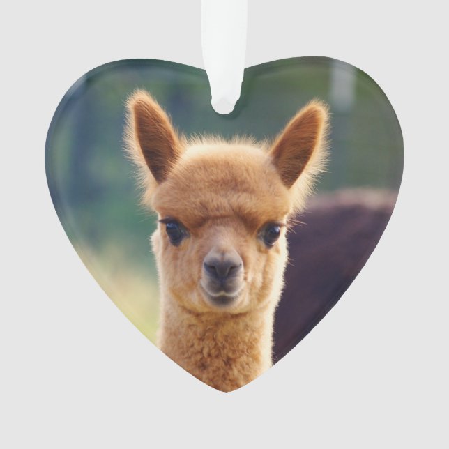 Ornement de coeur d'alpaga de bébé (devant)