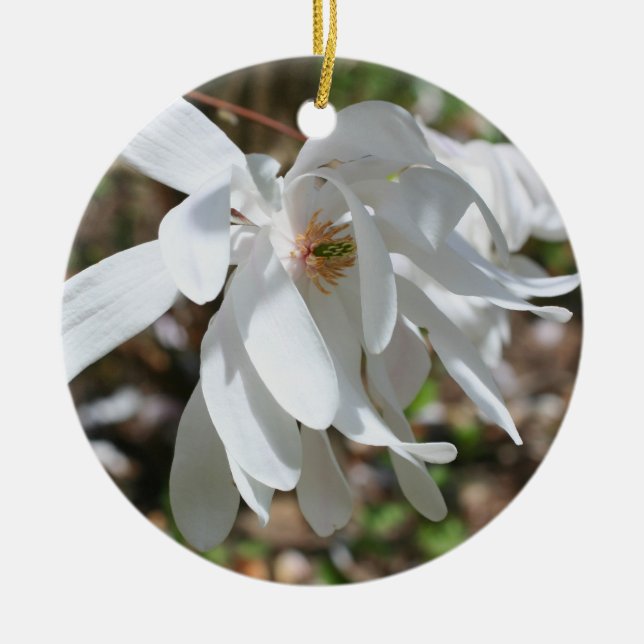 Ornement de fleurs de magnolia de printemps blanc (Devant)