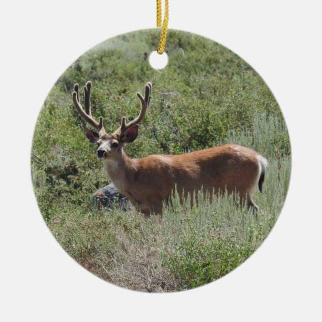 Ornement de la faune, cerf mule, nature, animaux (Devant)