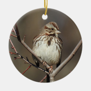 Ornement de la faune, moineau chanteur, oiseaux, n