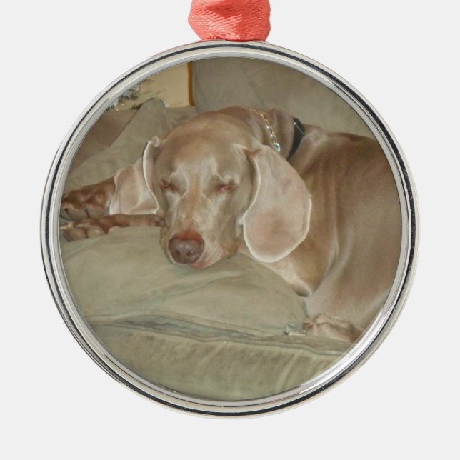 ornement de Noël de chiot de weimaraner de sommeil (Devant)