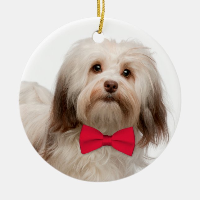 Ornement de Noël de Havanese (Devant)