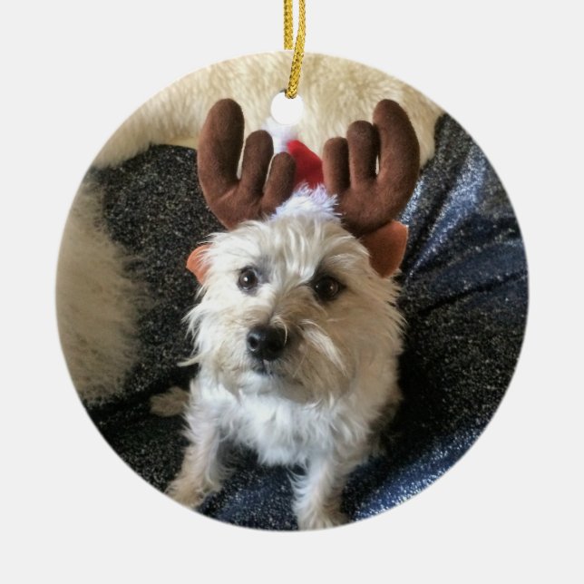Ornement de Noël de "renne" de Terrier de cairn (Devant)
