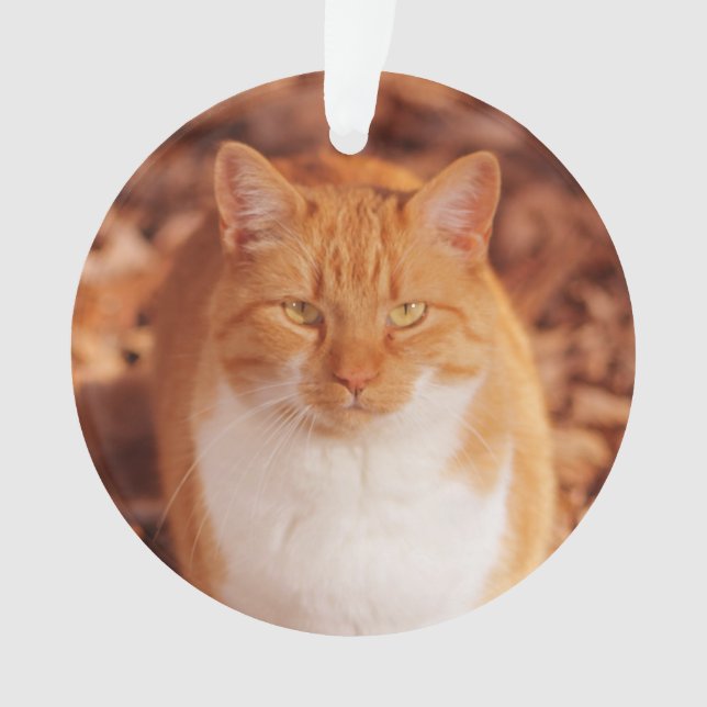 Ornement de Noël de vacances de chat tigré de (devant)
