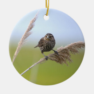 Ornement de photo d'oiseau