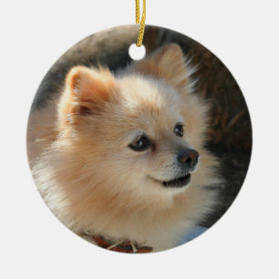 Ornement de Pomeranian