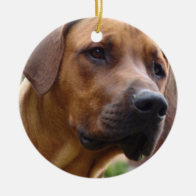Ornement de Rhodesian Ridgeback (Devant)