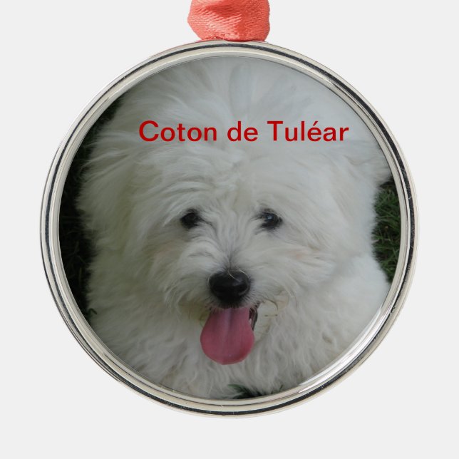 Ornement de Tulear de coton (Devant)