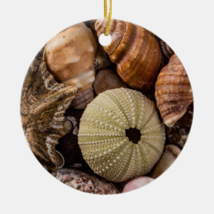 Ornement décoratif de coquilles de mer mixtes