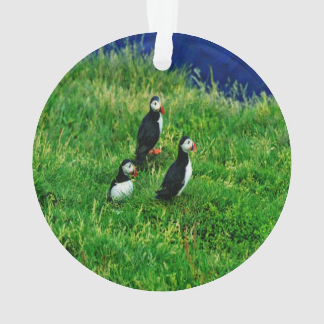 Ornement des Puffins (dos)