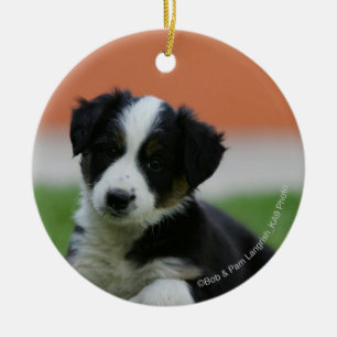 Ornement En Céramique 6 semaine vieux border collie