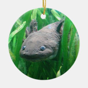 Ornement En Céramique Ambystoma andersoni