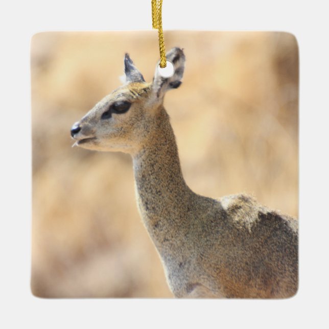 Ornement En Céramique Antélope de Klipspringer (Devant)