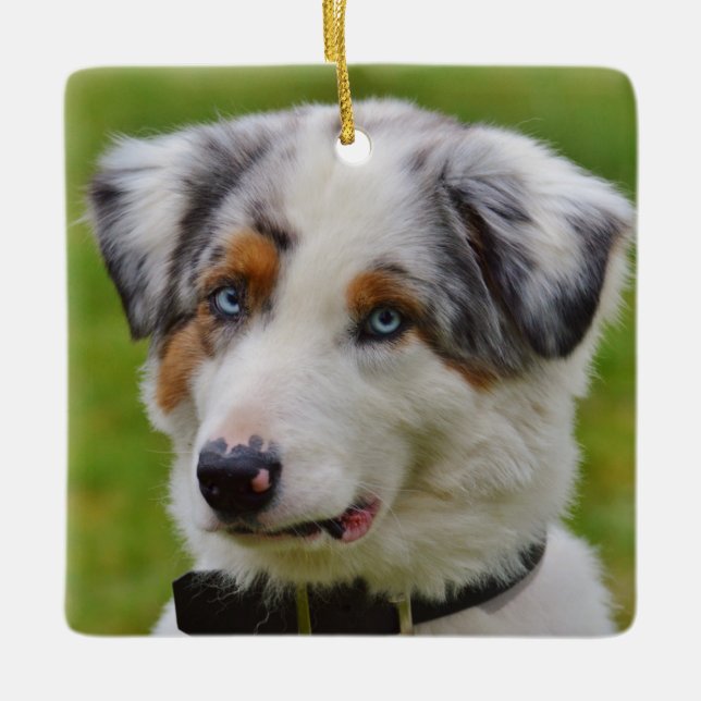 Ornement En Céramique Blue merle australian Shepherd Puppy (Devant)