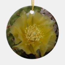 Cactus jaune en fleurs