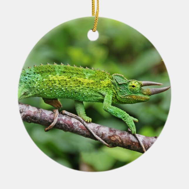 Ornement En Céramique Caméléon de Jacksons (Devant)