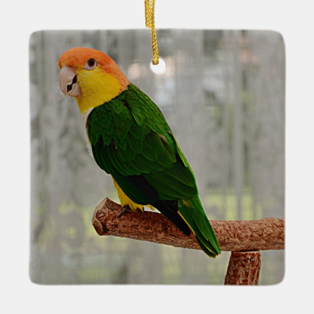 Ornement En Céramique Chanter Caique Parrot à ventre blanc (Devant)