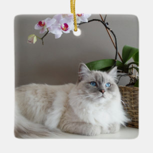 Ornement En Céramique Chat balinais majestueux