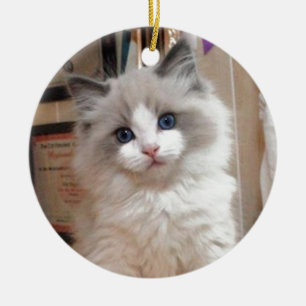 Ornement En Céramique Chaton Cutie de Ragdoll