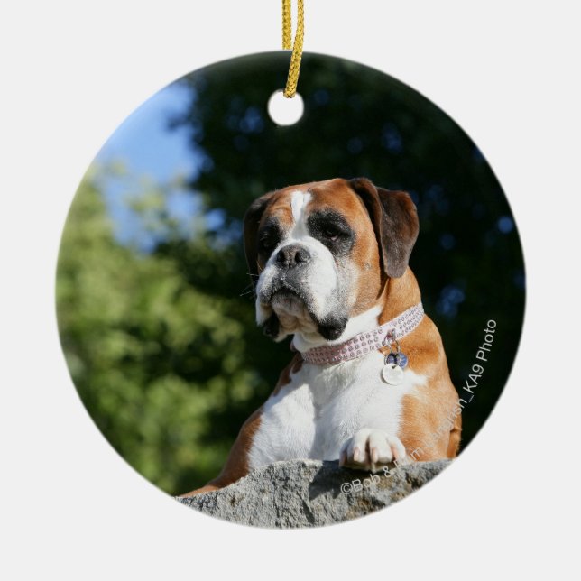 Ornement En Céramique Chien de boxeur s'étendant sur une roche (Devant)