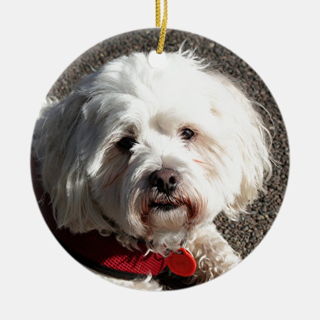 Ornement En Céramique Chien mignon de frise de bichon (Devant)
