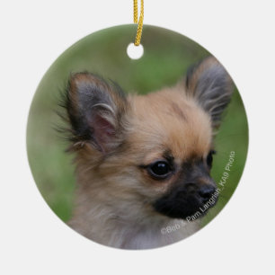 Ornement En Céramique Chiot aux cheveux longs de chiwawa regardant
