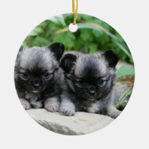 Ornement En Céramique Chiots aux cheveux longs de chiwawa