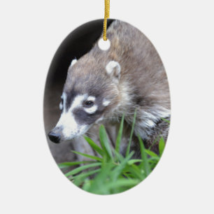 Ornement En Céramique Coati de vagabondage
