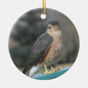 Ornement En Céramique Coopers Hawk