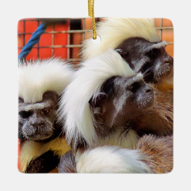 ORNEMENT EN CÉRAMIQUE COTON - TOP TAMARIN SINGES (Devant)