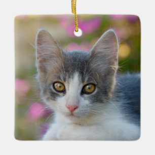 Ornement En Céramique Cute Little Bicolor Kitten Fluffy Amoureux de les 