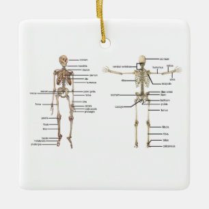 Ornement En Céramique Diagramme médical squelettique d'anatomie humaine