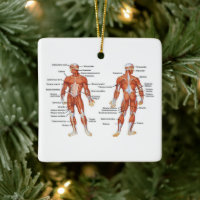 Diagramme musculaire de l'anatomie humaine