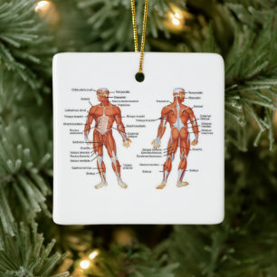 Ornement En Céramique Diagramme musculaire de l'anatomie humaine