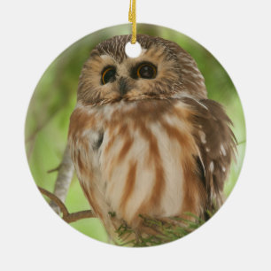 Ornement En Céramique Du nord Scie-affûtez le hibou