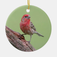 Finch Maison