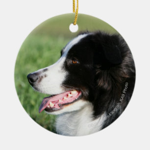 Ornement En Céramique Fixation de chiot de border collie