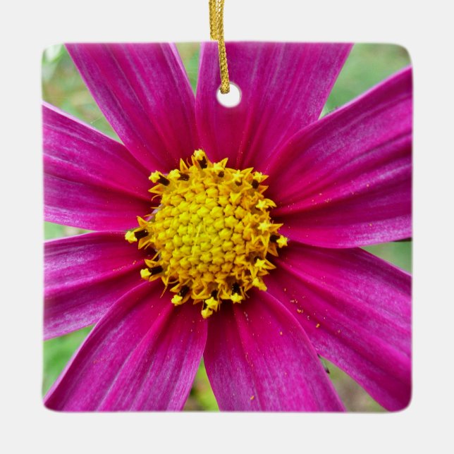 Ornement En Céramique Fleur sauvage de Cosmos pourpre (Devant)