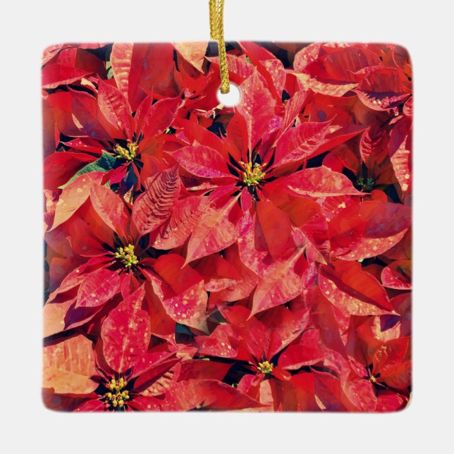 Ornement En Céramique Fleurs de la Foi Isaïe Poinsettia Ornament (Devant)