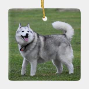 Ornement En Céramique Fluffy Alaskan Malamute Chien