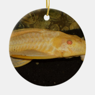 Ornement En Céramique Glyptoperichthys gibbiceps