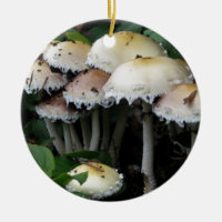 Groupe de champignon - photographie
