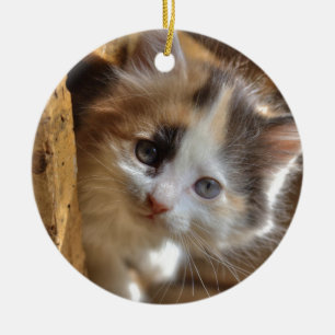 Ornement En Céramique Heterochromie Calico Kitten