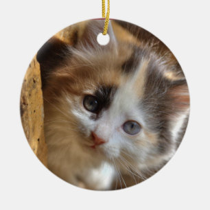 Ornement En Céramique Heterochromie Calico Kitten