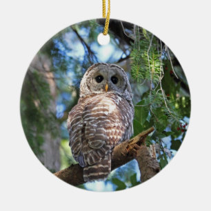 Ornement En Céramique Hibou barré dans la forêt
